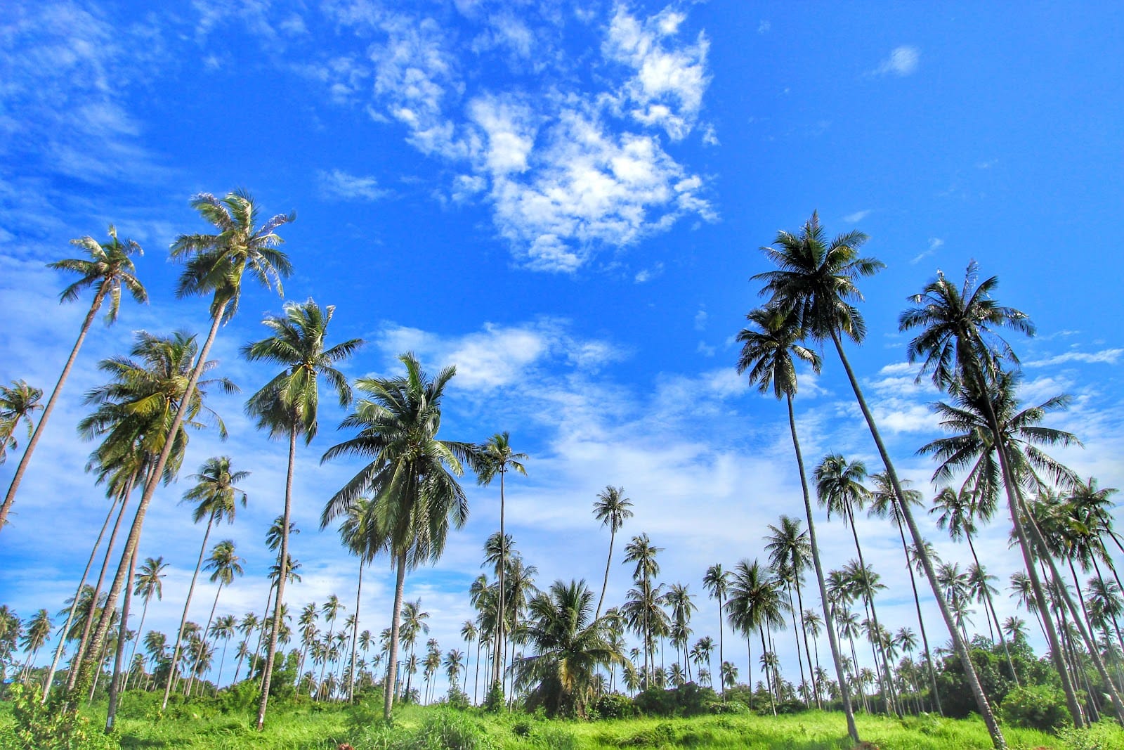Ko Mak — Road Trips in Trat, Pattaya