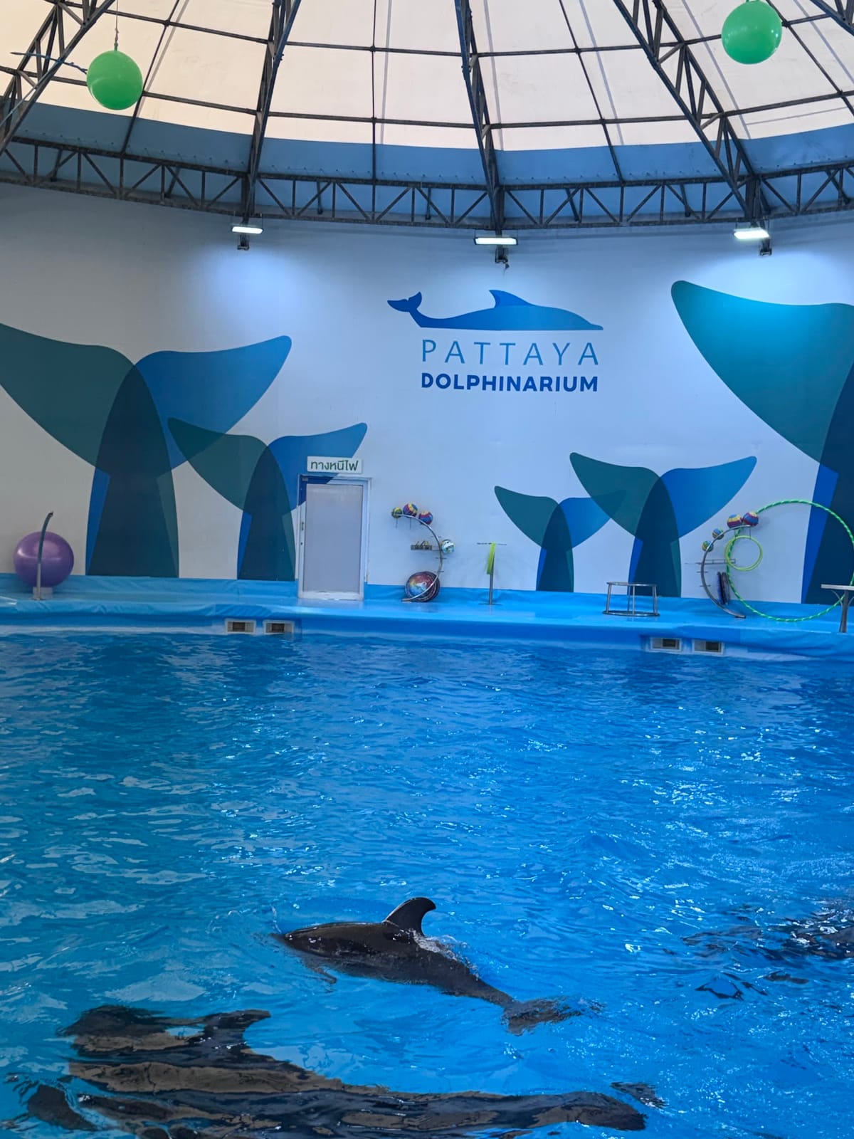 Pattaya Dolphinarium — Family & Kids in Pattaya, Pattaya