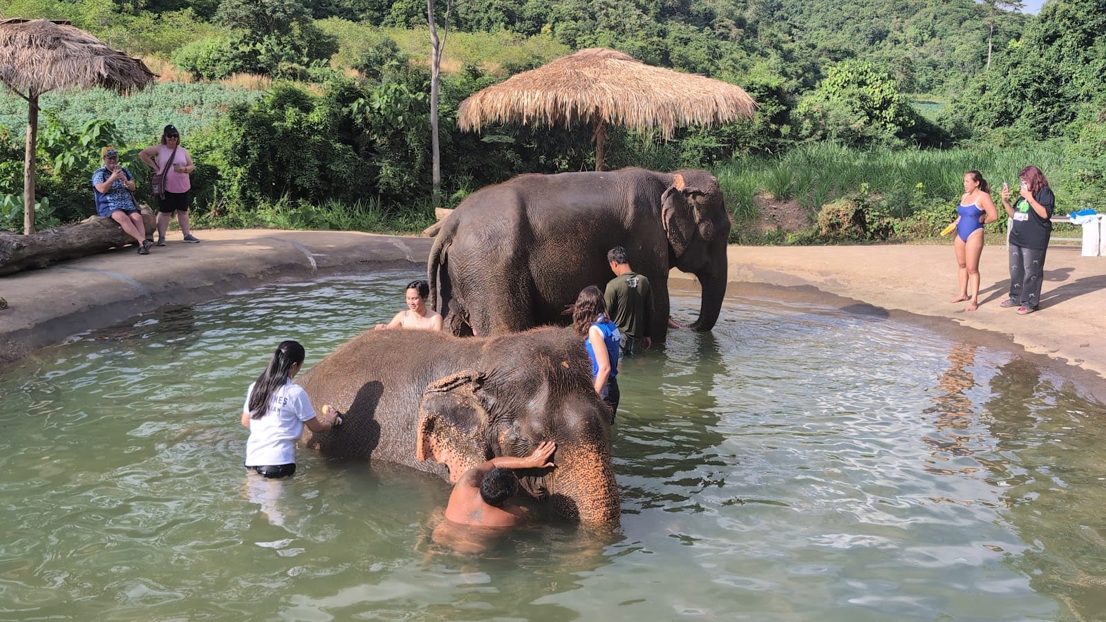 Pattaya Elephant Sanctuary — Activities in Pattaya, Pattaya