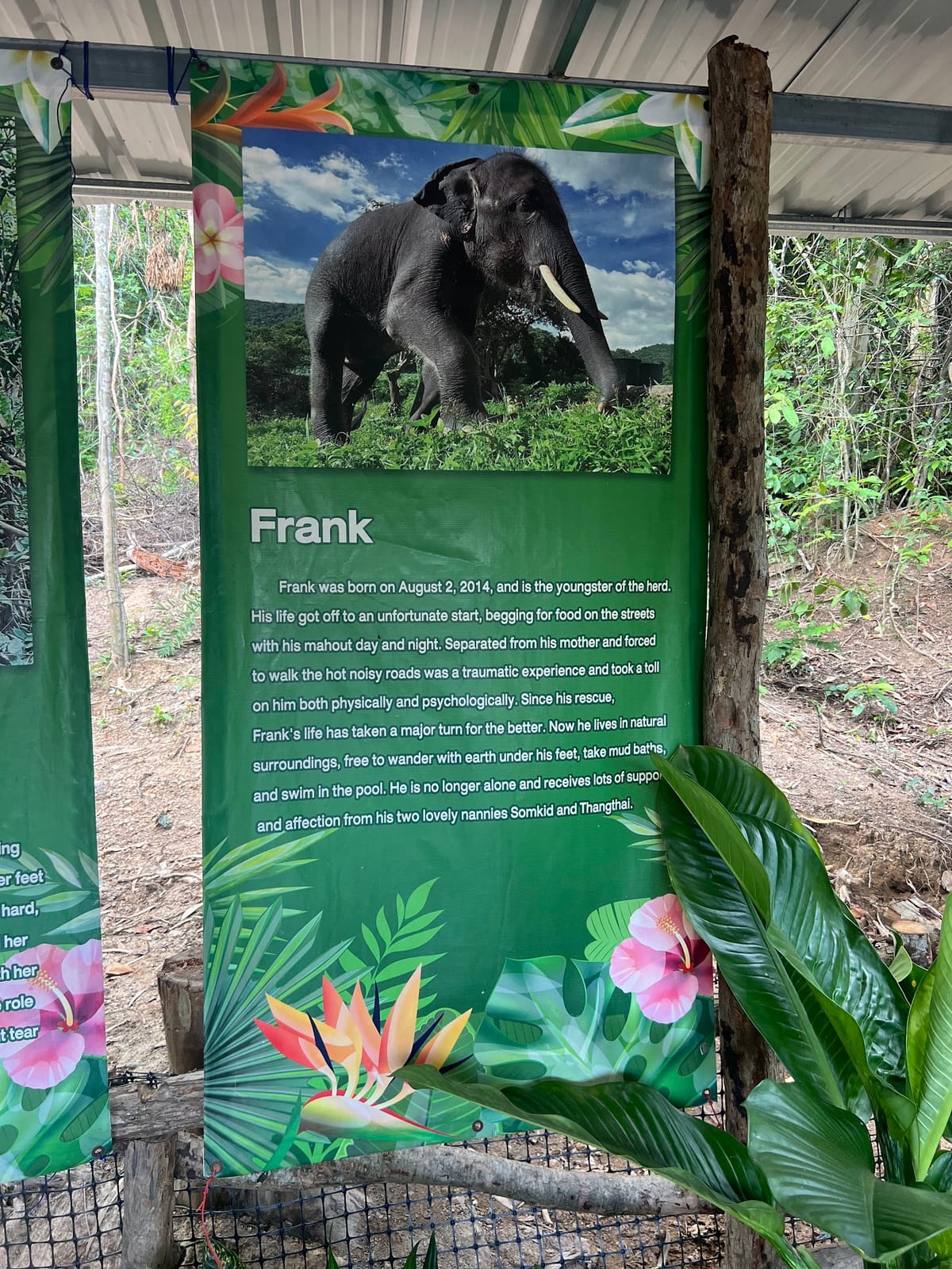 Pattaya Elephant Sanctuary — Activities in Pattaya, Pattaya