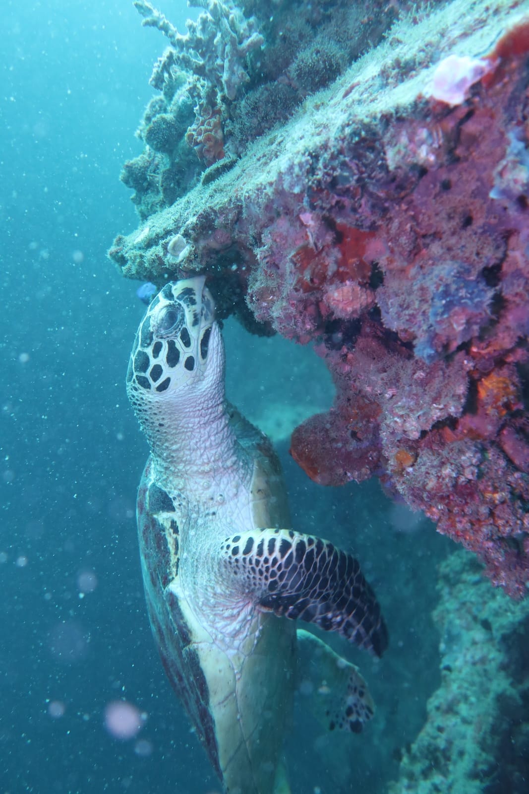 Pattaya Scuba Adventures — Activities in Pattaya, Pattaya