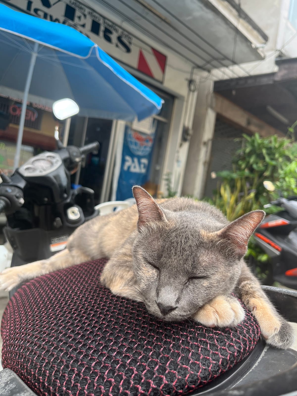 Real Divers Pattaya — Activities in Pattaya, Pattaya