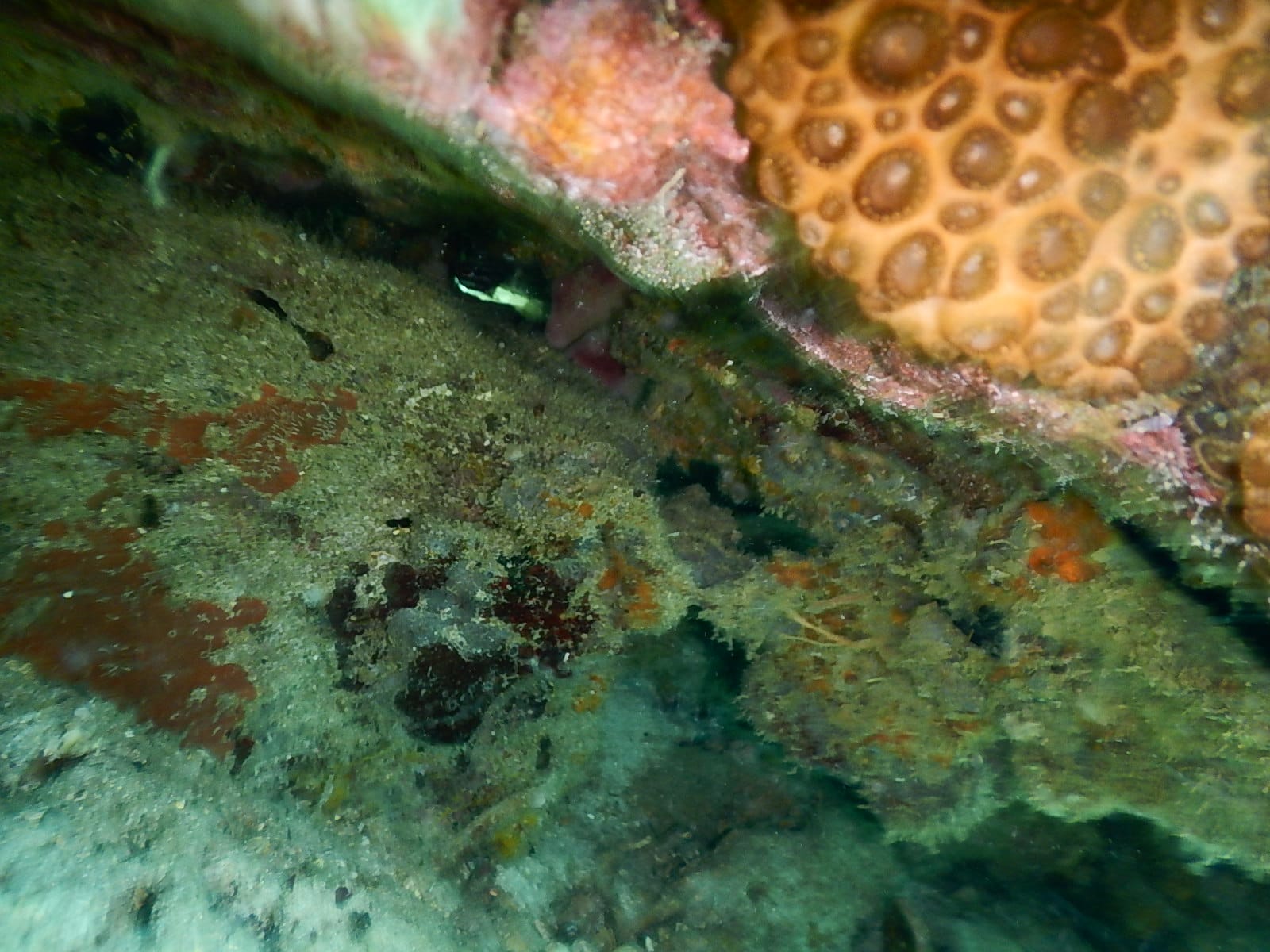 Seafari Dive Centre Pattaya — Activities in Pattaya, Pattaya